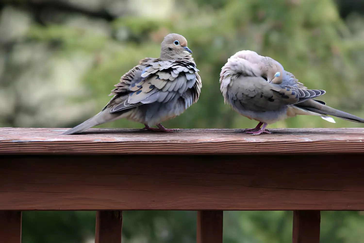 How to keep birds off deck railing